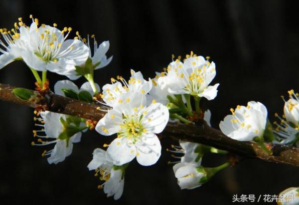 樱花结果吗（1分钟带你了解关于樱花的小知识）
