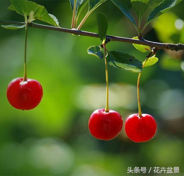 樱花结果吗（1分钟带你了解关于樱花的小知识）