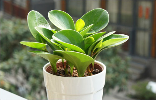 不知道养点啥盆栽绿植了?来看看这16种常见的观叶植物!