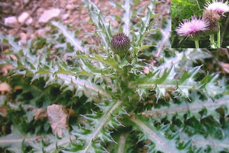 大蓟的功效与作用(山东本土癌症治疗抗肿瘤药用植物) - 行就行