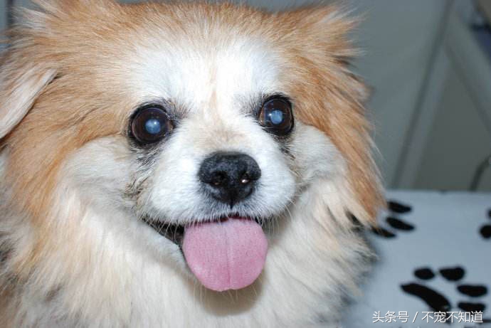狗狗得白内障是什么原因