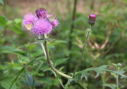 山东本土癌症治疗抗肿瘤药用植物—大蓟