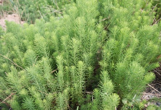 霸王草的功效与作用-我的快乐小窝