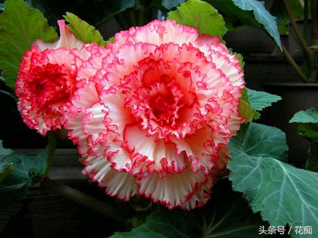 球根海棠 一颗看似丑陋的根块 却能开出美过牡丹 月季的花朵 佳辰