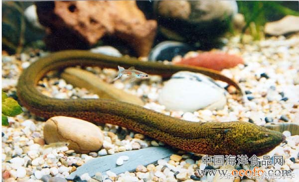 黃鱔寄生蟲,黃鱔寄生蟲多少度能殺死