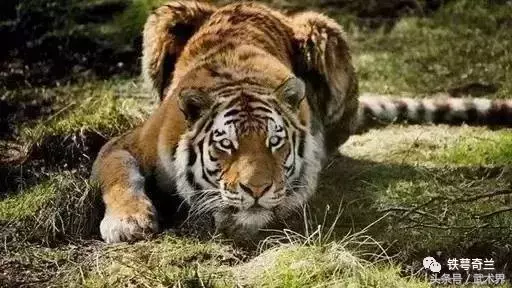 蚌埠宋门心意拳十大形：刚猛迅捷的古传内家拳法