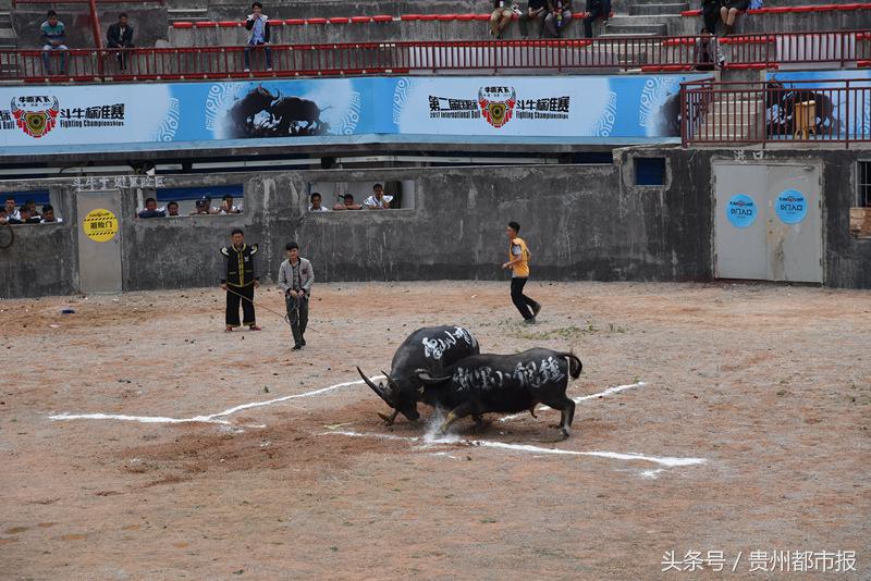 贵州斗牛大赛(“牛霸天下”今日凯里开赛 60余头斗牛角逐百万大奖)