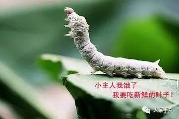 蚕卵孵化是什么过程（蚕宝宝的正确饲养方法）