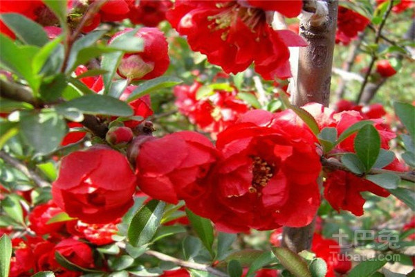 红宝石海棠繁殖方式及养殖介绍