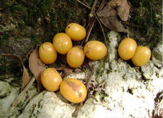 野生圆枣子(野生圆枣子糖尿病人能吃吗) - 上海苗木信息网