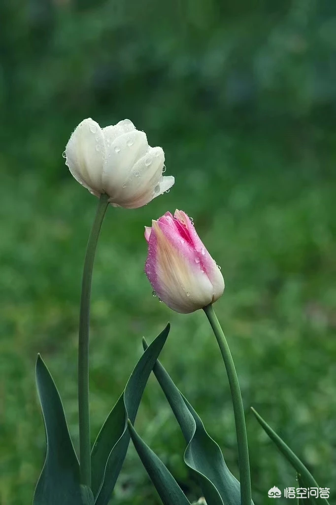 《救荒本草》是救命书