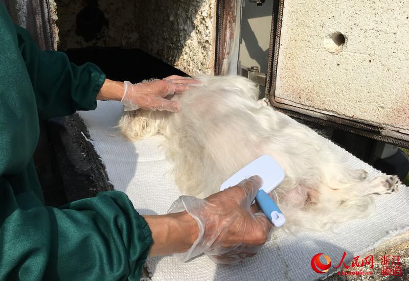 本网记者体验360行之「224」宠物“送别”师