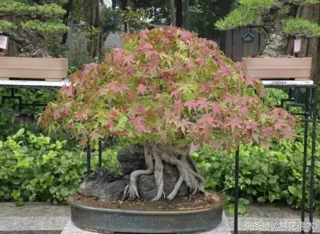 三角枫的功效与作用（三角枫红枫的区别与鉴赏）