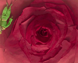 268_217gif 动态图 动图