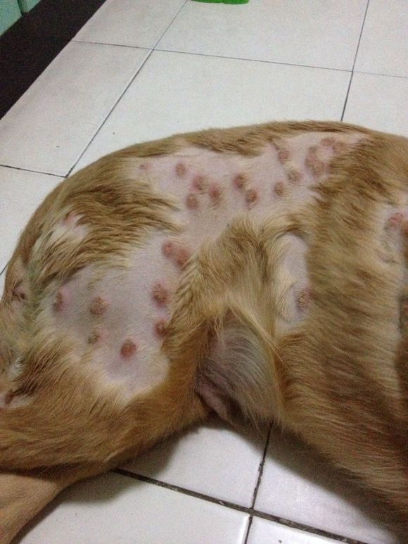 狗狗皮肤病是有好几种的,你都了解清楚了吗?