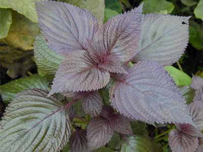 紫苏叶性味辛温,具有发表,散寒,理气,和营的功效.