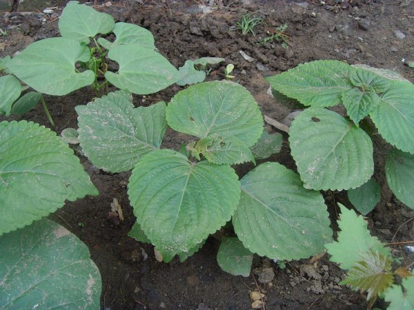 苏麻图片(农村野地里的这种植物) - 赤虎壹号