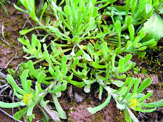 "野菜中的降压药"鼠曲草,舌尖上的记忆清明菜