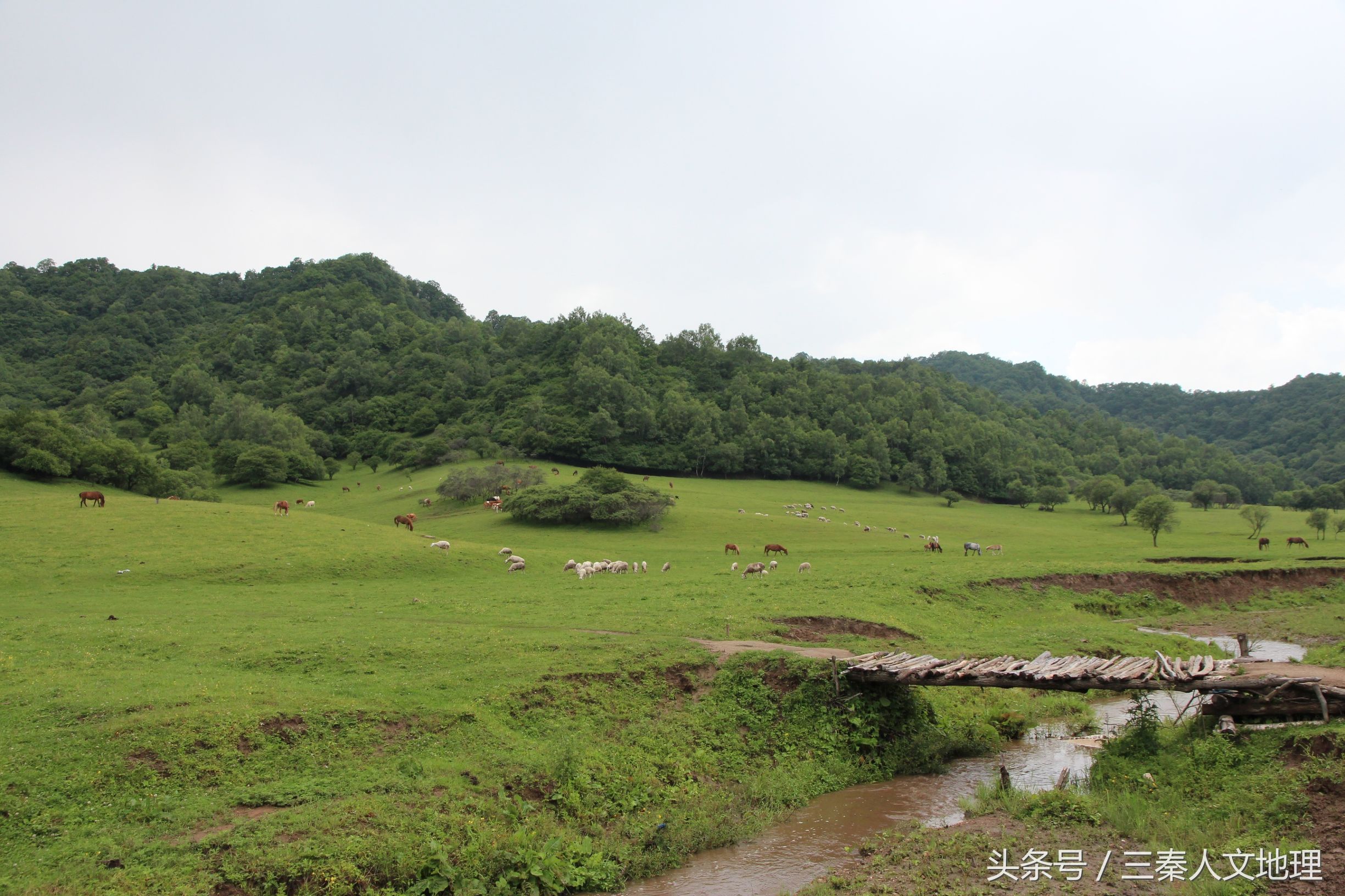 关山草原简介图片