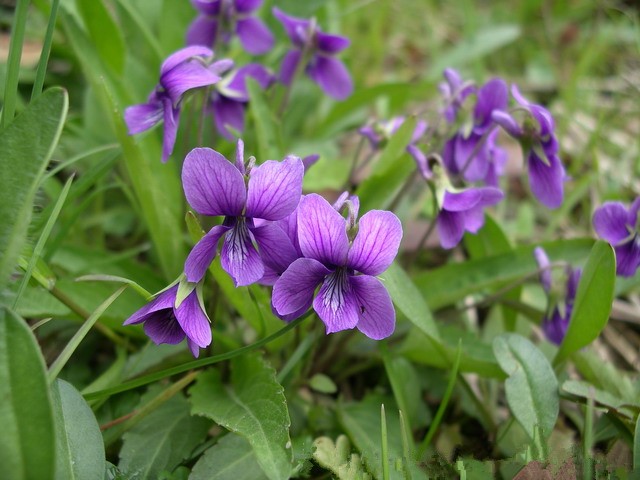 山上紫色的野花图片
