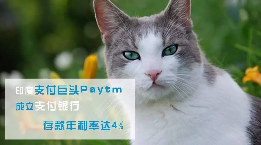 印度支付巨头Paytm成立支付银行，存款年利率达4%