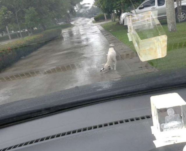 流浪狗在车面前不愿走开，下车才发现它在保护着孩子