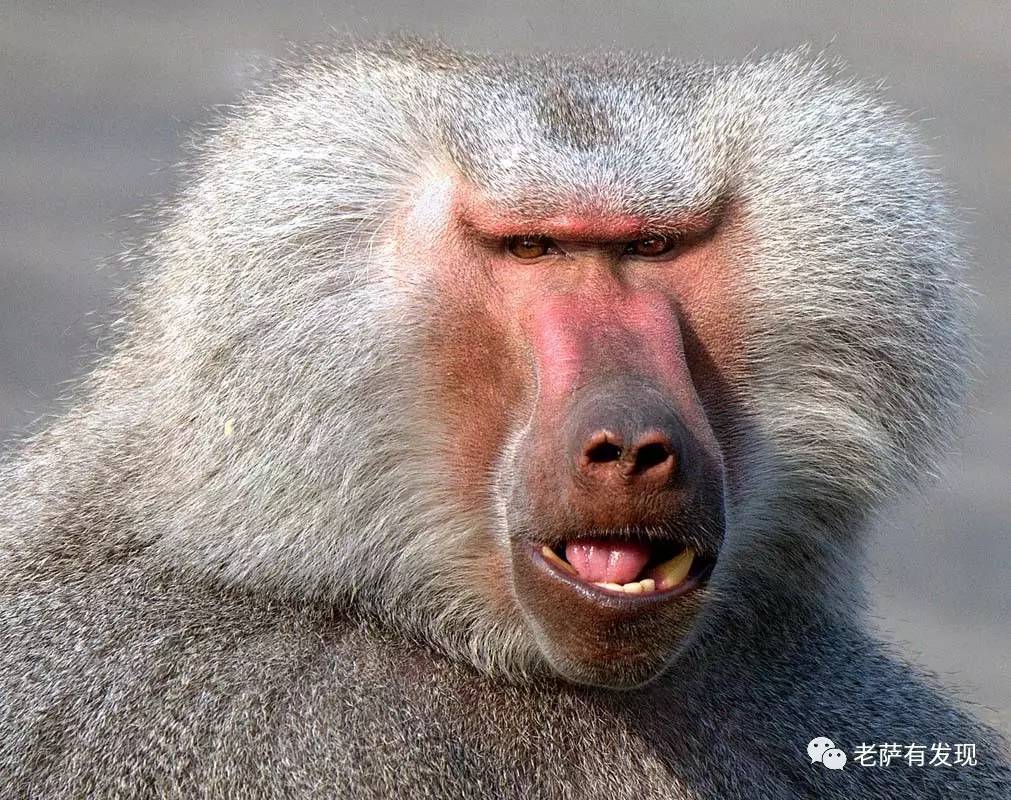 个品种不同,一个产地遥远,吴承恩显然不会用这两种猴子做孙悟空的原型