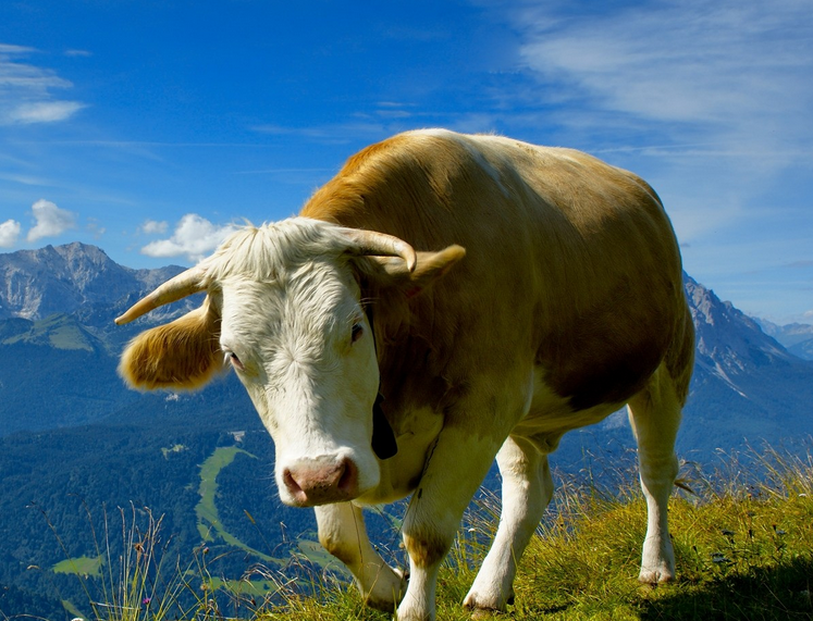 生肖牛,6月起牛运冲天,后半辈子不愁吃穿,荣华富贵享不停