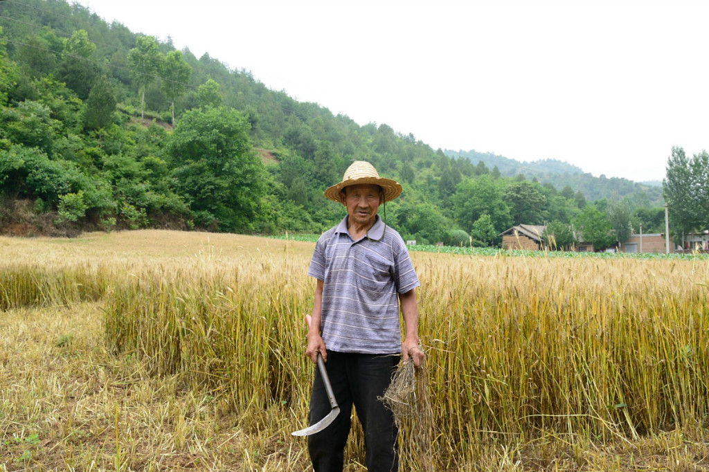 釤子竟是諸葛亮發(fā)明的！農(nóng)村收麥子的這9種老工具，你認識幾件？