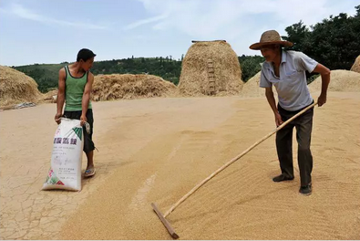 钐子竟是诸葛亮发明的！农村收麦子的这9种老工具，你认识几件？