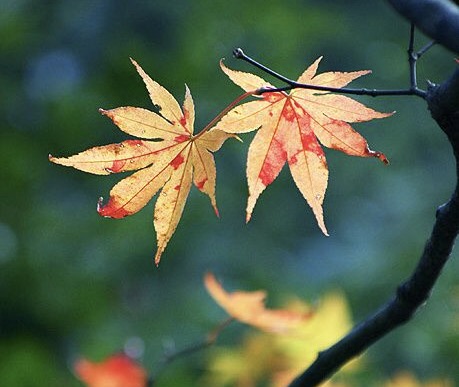 《苏幕遮》（碧云天，黄叶地）评赏