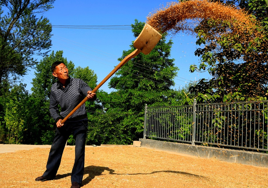 钐子竟是诸葛亮发明的！农村收麦子的这9种老工具，你认识几件？