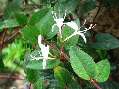 排风藤的功效与作用-我的快乐小窝