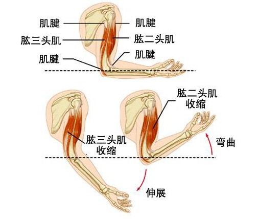 4個有效刺激肱二頭肌肌峰的動作，練就高聳有型的手臂肌肉