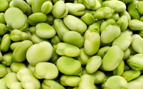 豆类名称大全(豆类名称大全豇豆)