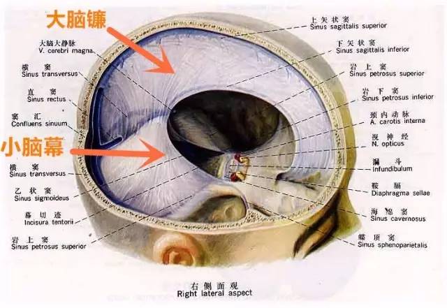 亲妈不懂这些，和“黑心月嫂”差不了多少！警惕婴儿摇篮综合征！