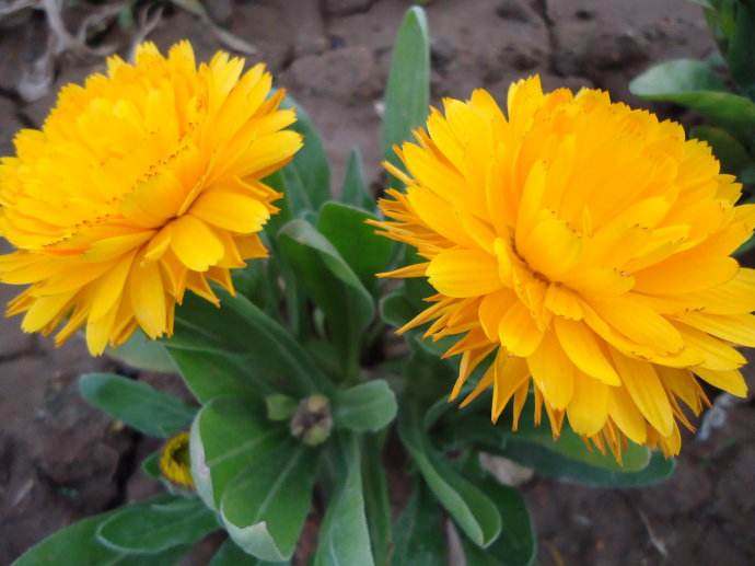 金盏花(菊科金盏菊属植物)