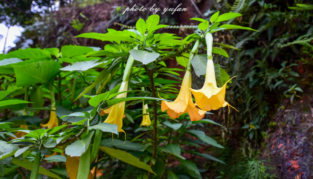 桫椤是活化石植物吗桫椤是木本植物吗