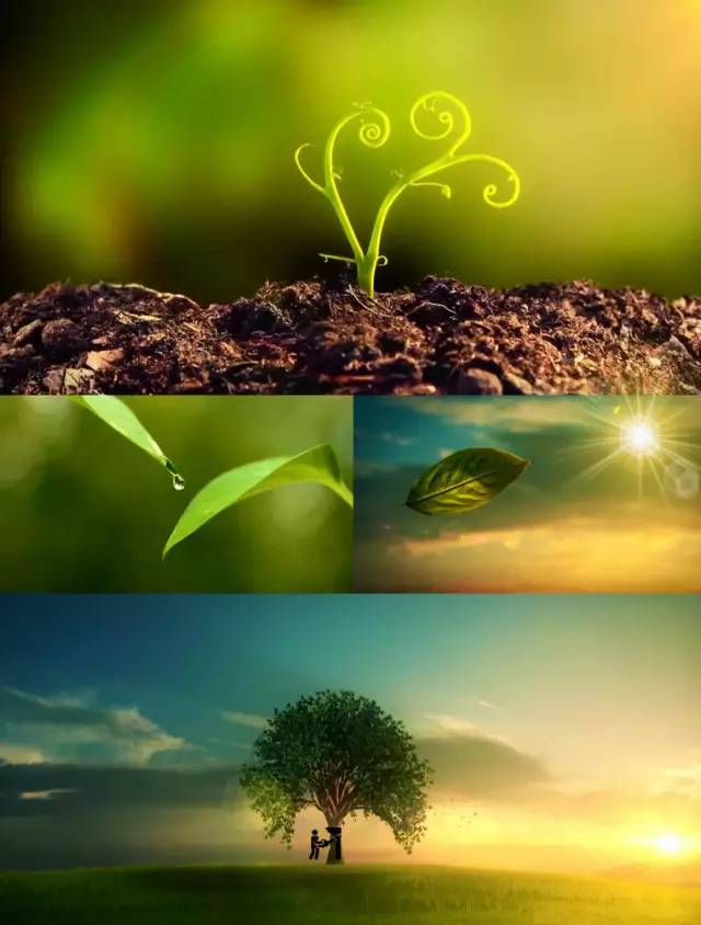 活木死木,能代表一个木命人的贫贱富贵吗?