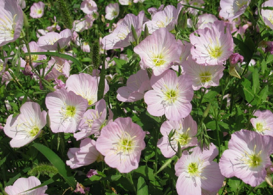 月见草油胶囊的功效与作用(月见草含油量达25) - 行就行