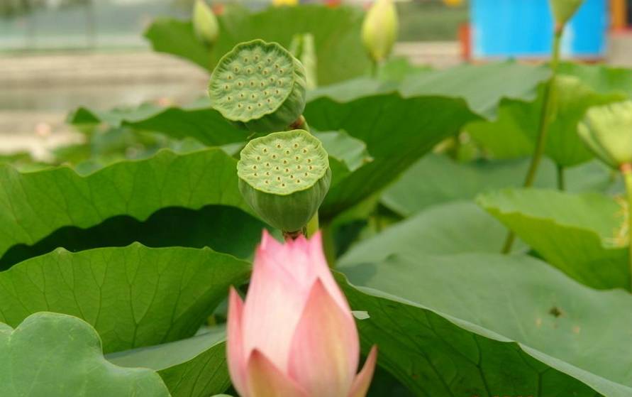 美文美图-藕与莼菜|叶圣陶