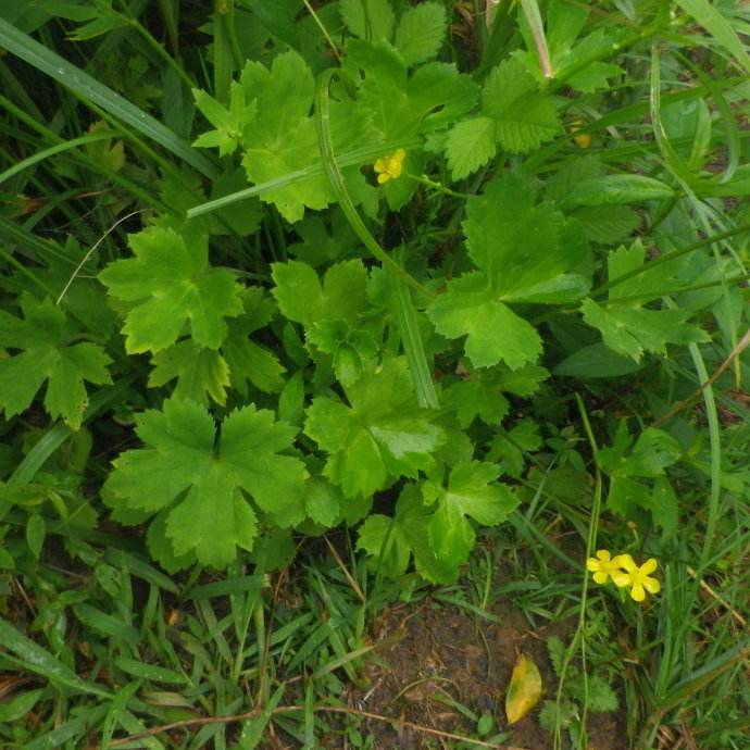 扑地棕,翳子药,一包针,水茛,毛建(《肘后方》),毛建草,猴蒜(《本草