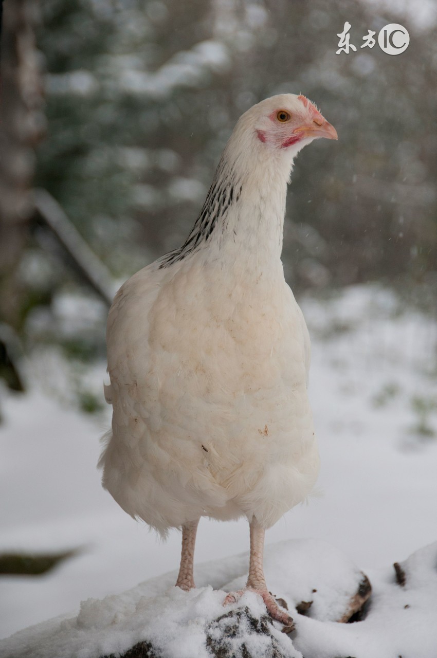 十二生肖中四大美女指哪几个?
