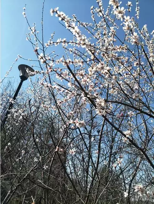 凤凰台上凤凰游，凤去台空江自流
