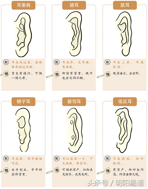 秒懂面相:从耳朵看财运寿命(下)