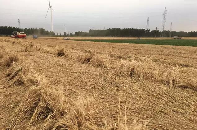 雷沃谷神GM80谷物聯(lián)合收割機(jī)一機(jī)多用，全能收割