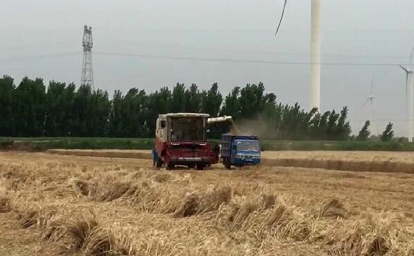 雷沃谷神GM80谷物聯(lián)合收割機(jī)一機(jī)多用，全能收割