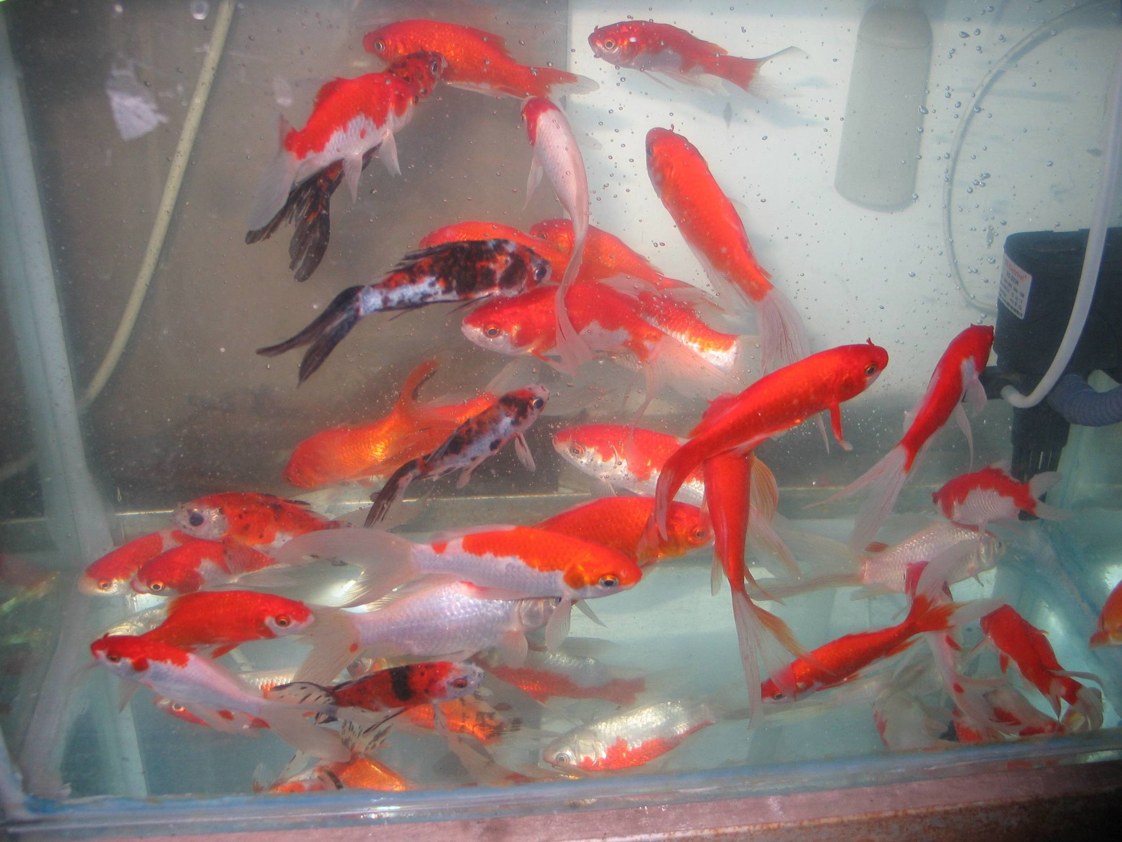 办公室养鱼之水温对观赏鱼的影响