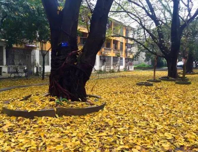 关于全国I卷高考地理第一题的疑问