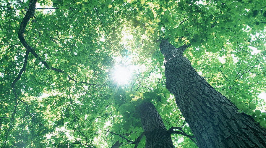 高考快讯：青海、广东、海南、西藏2017年高考分数线确定